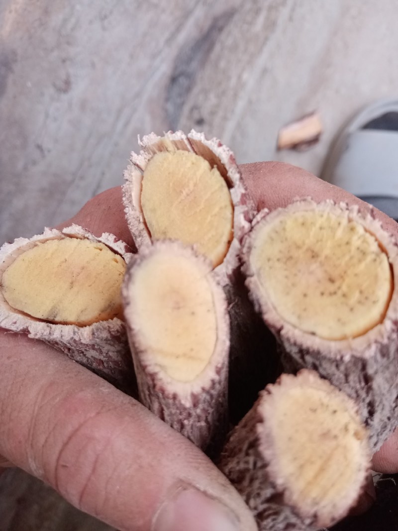 铁包金中药材铁包金纯根手工砍片或切段干湿均可