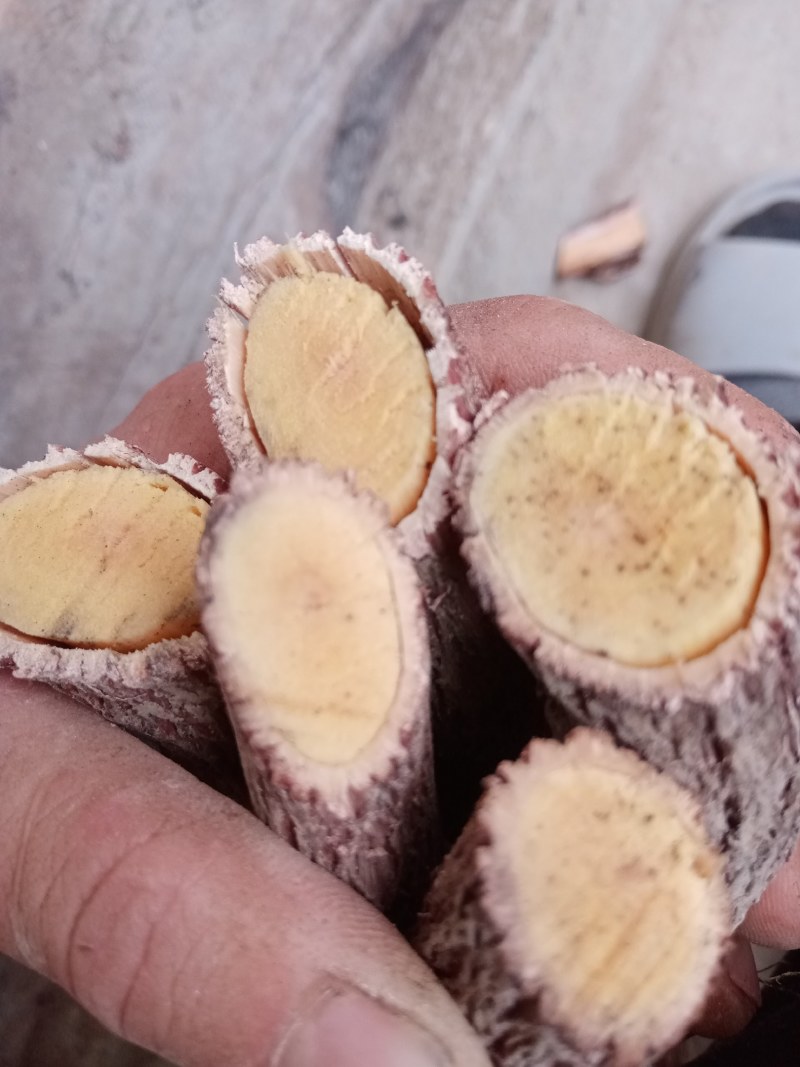 铁包金中药材铁包金纯根手工砍片或切段干湿均可