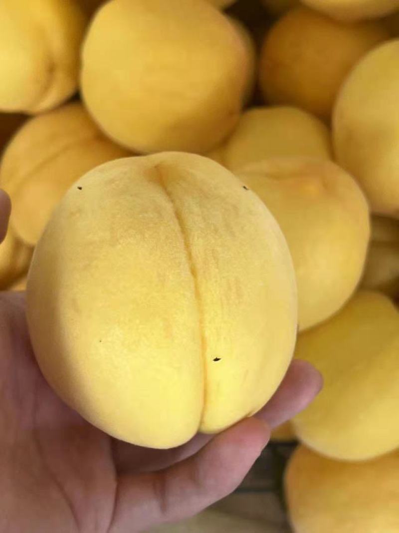 山东临沂黄金蜜一号，一件包邮，对接各大商超欢迎致电联系