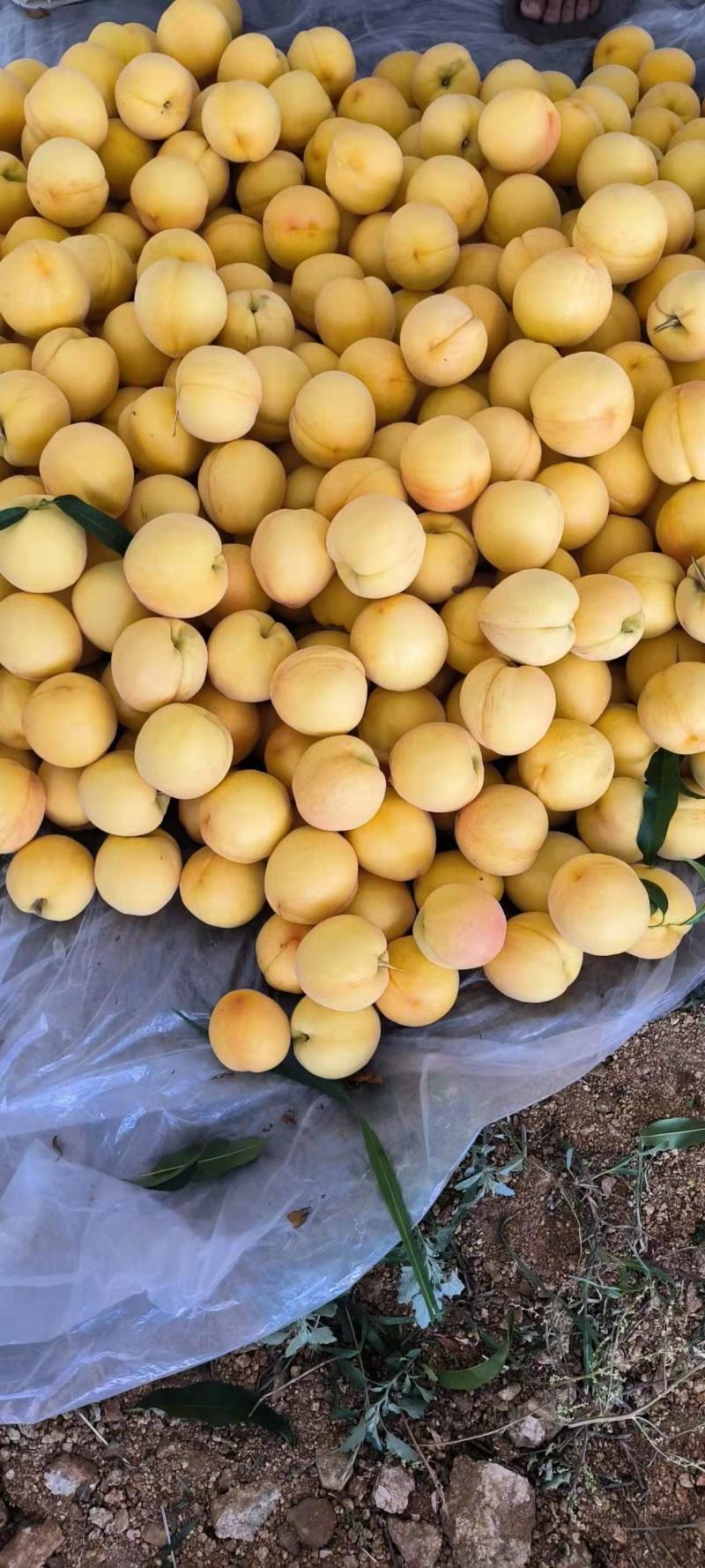 山东临沂黄金蜜一号，一件包邮，对接各大商超欢迎致电联系