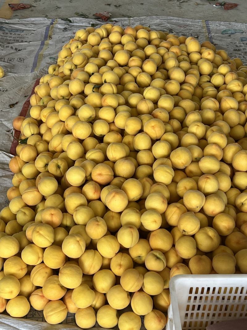 山东临沂黄金蜜一号，一件包邮，对接各大商超欢迎致电联系