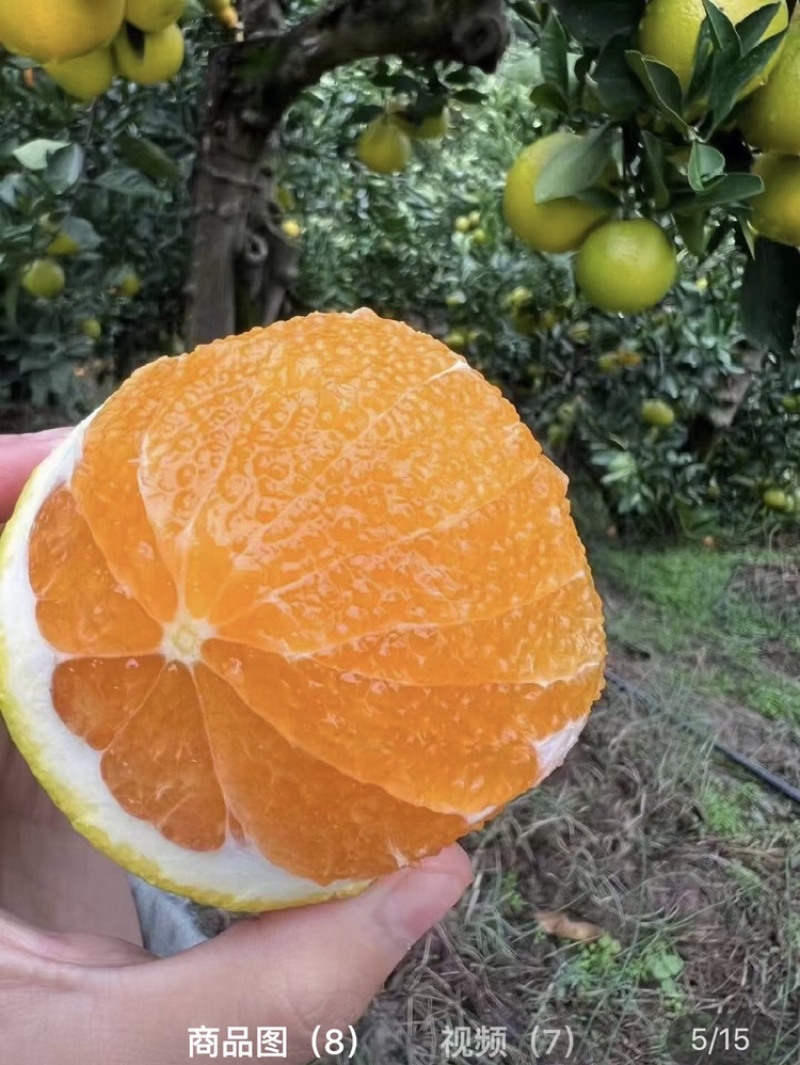 橙子/夏橙/湖北橙子/秭归甜橙/皮薄多汁【湖北夏橙】