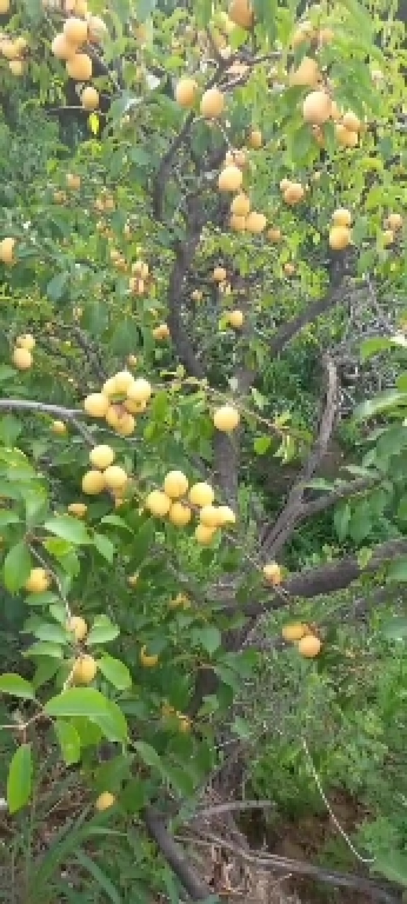 麦杏