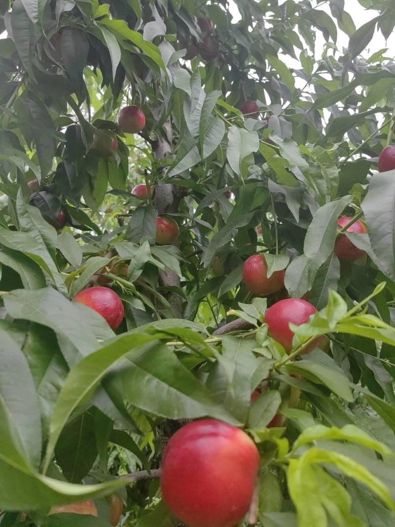 中油18，中油5号