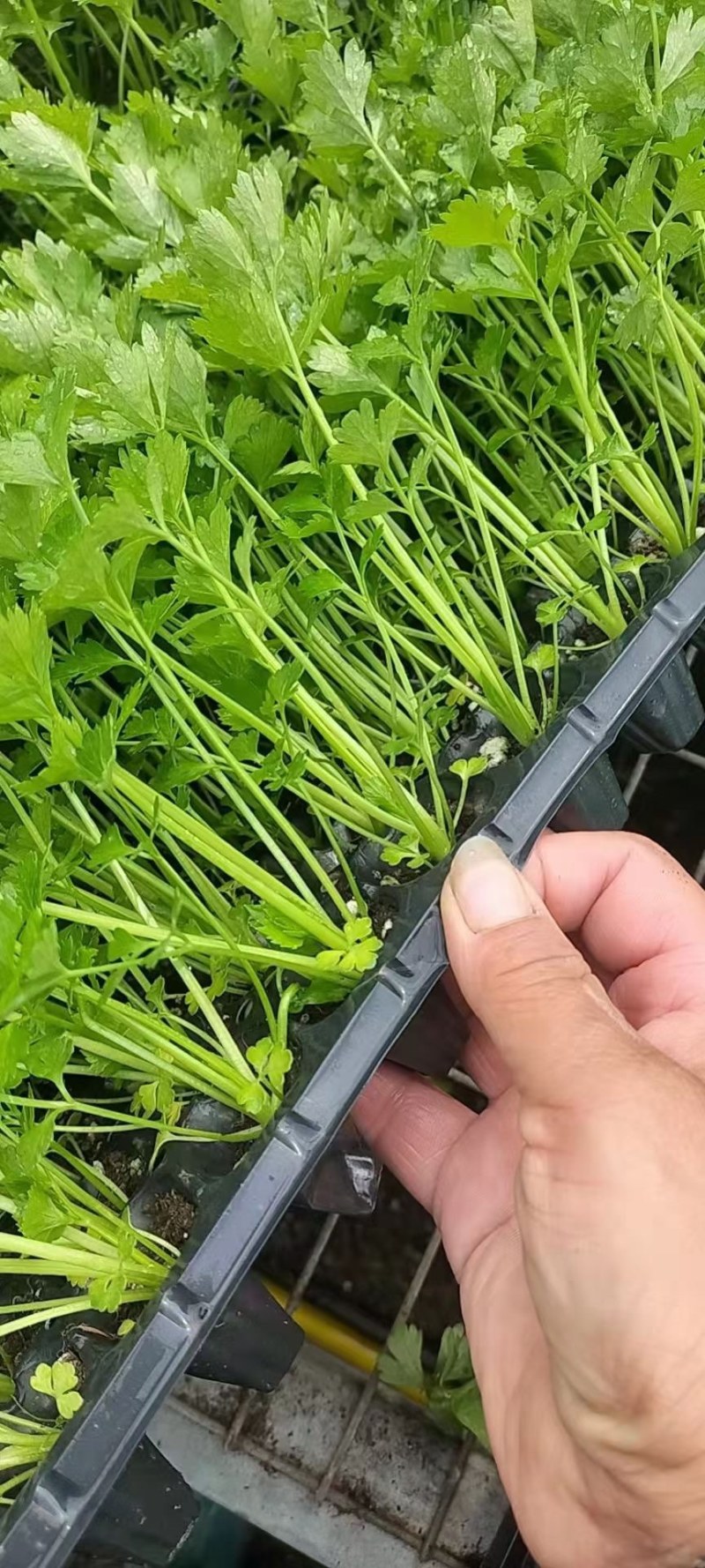 法国皇后芹菜苗，优质穴盘芹菜苗，大量供应，粗壮，根系发达