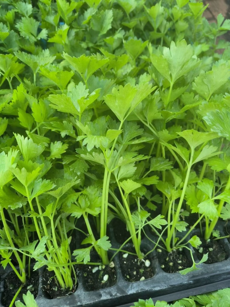 法国皇后芹菜苗，优质穴盘芹菜苗，大量供应，粗壮，根系发达