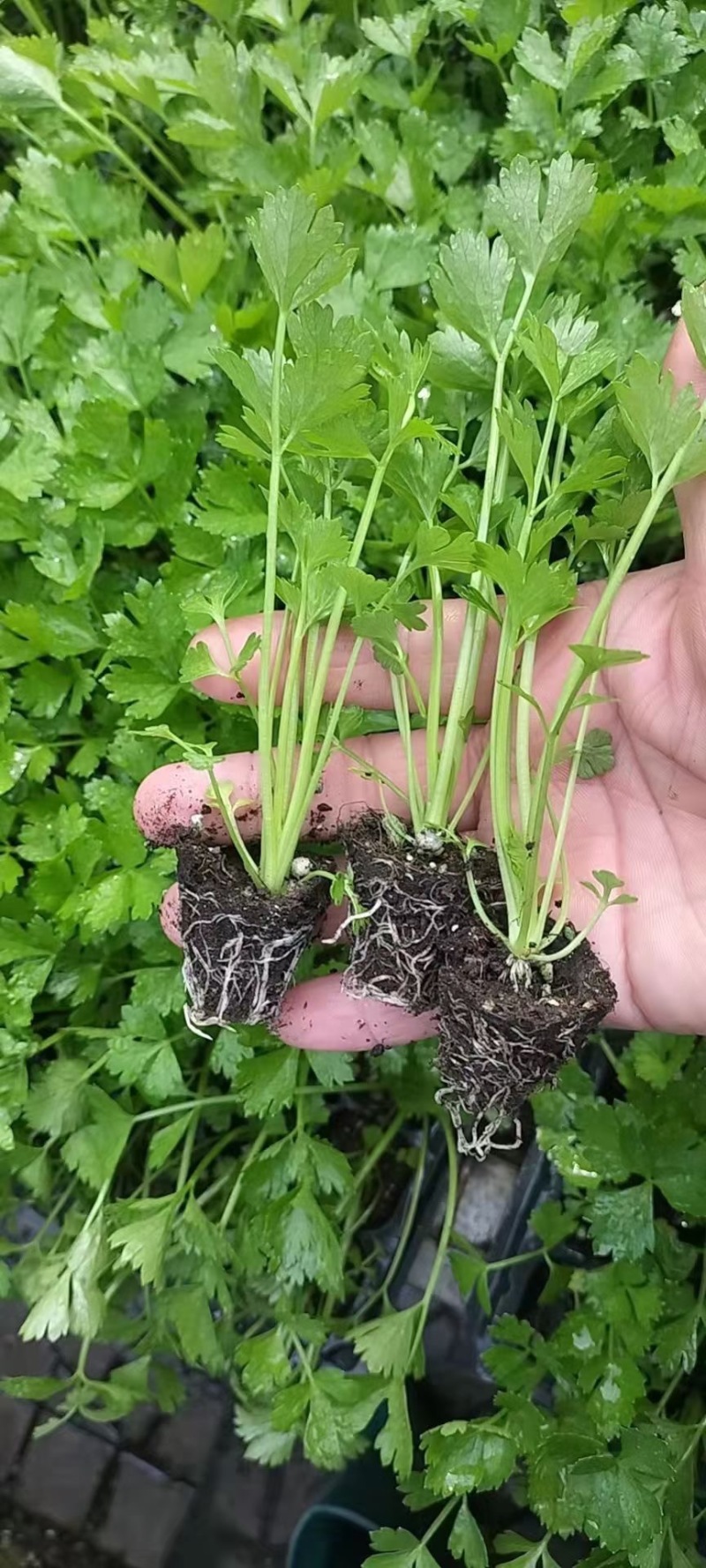 法国皇后芹菜苗，优质穴盘芹菜苗，大量供应，粗壮，根系发达