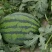 蒲城甜王西瓜精品无籽西瓜规格齐全对接商超市场电商量大优惠