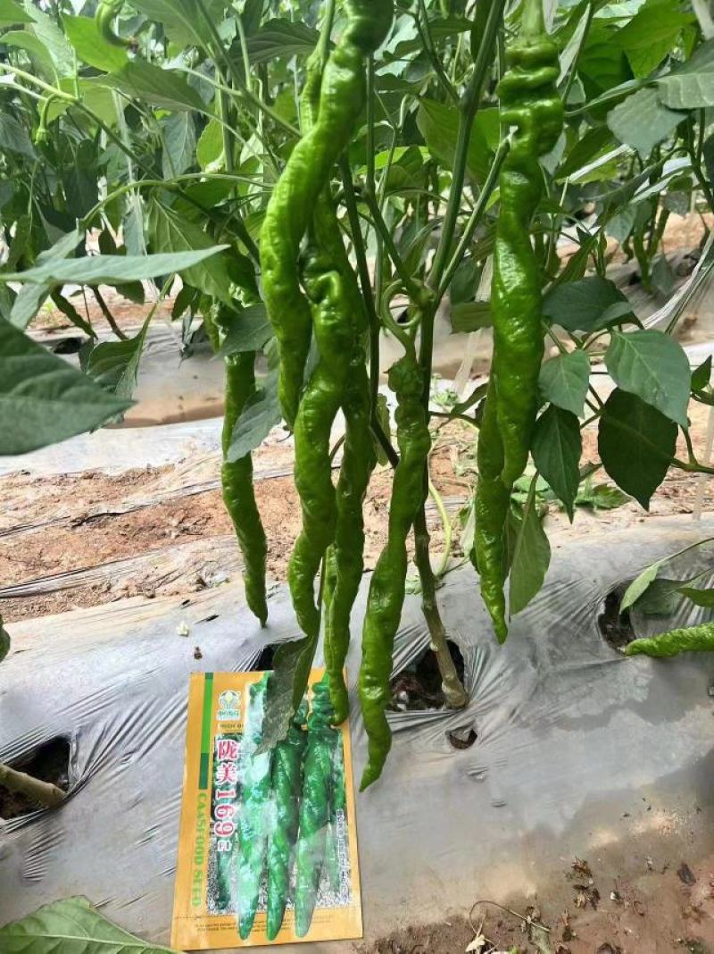 陇美169螺丝椒种子耐低温高产抗病全螺旋型薄皮辣椒籽大田