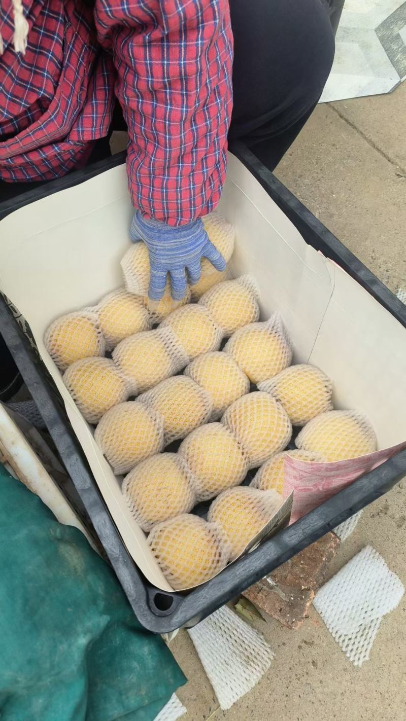 酥梨/砀山梨贡梨安徽产区梨园直发货源充足代收代发