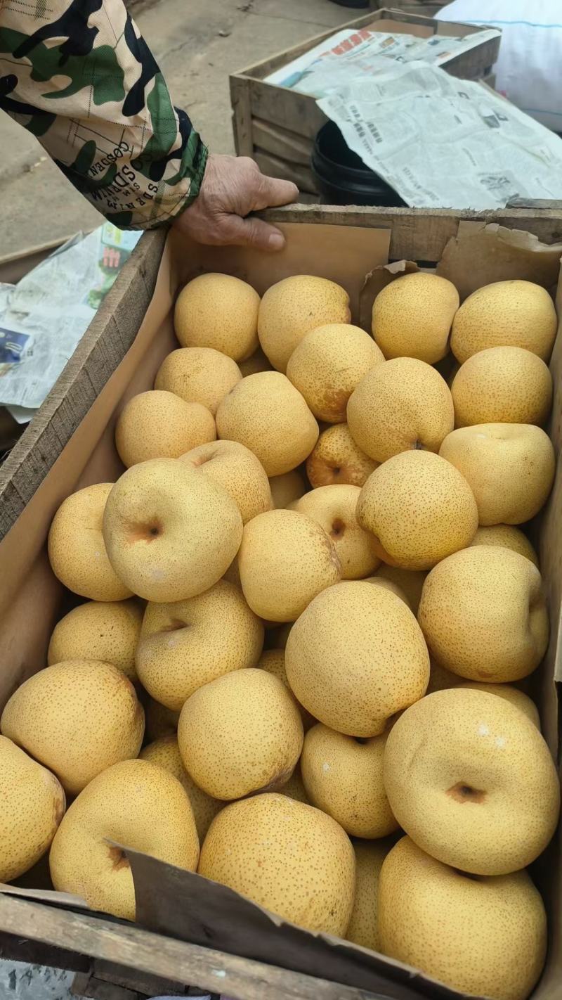 酥梨/砀山梨贡梨安徽产区梨园直发货源充足代收代发