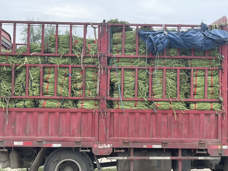 优质豇豆角质量杠杠滴