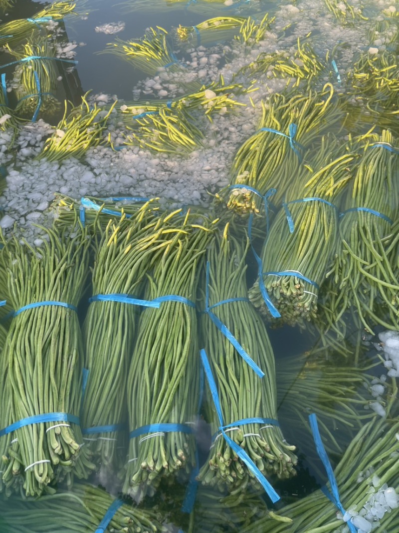 优质豇豆角质量杠杠滴