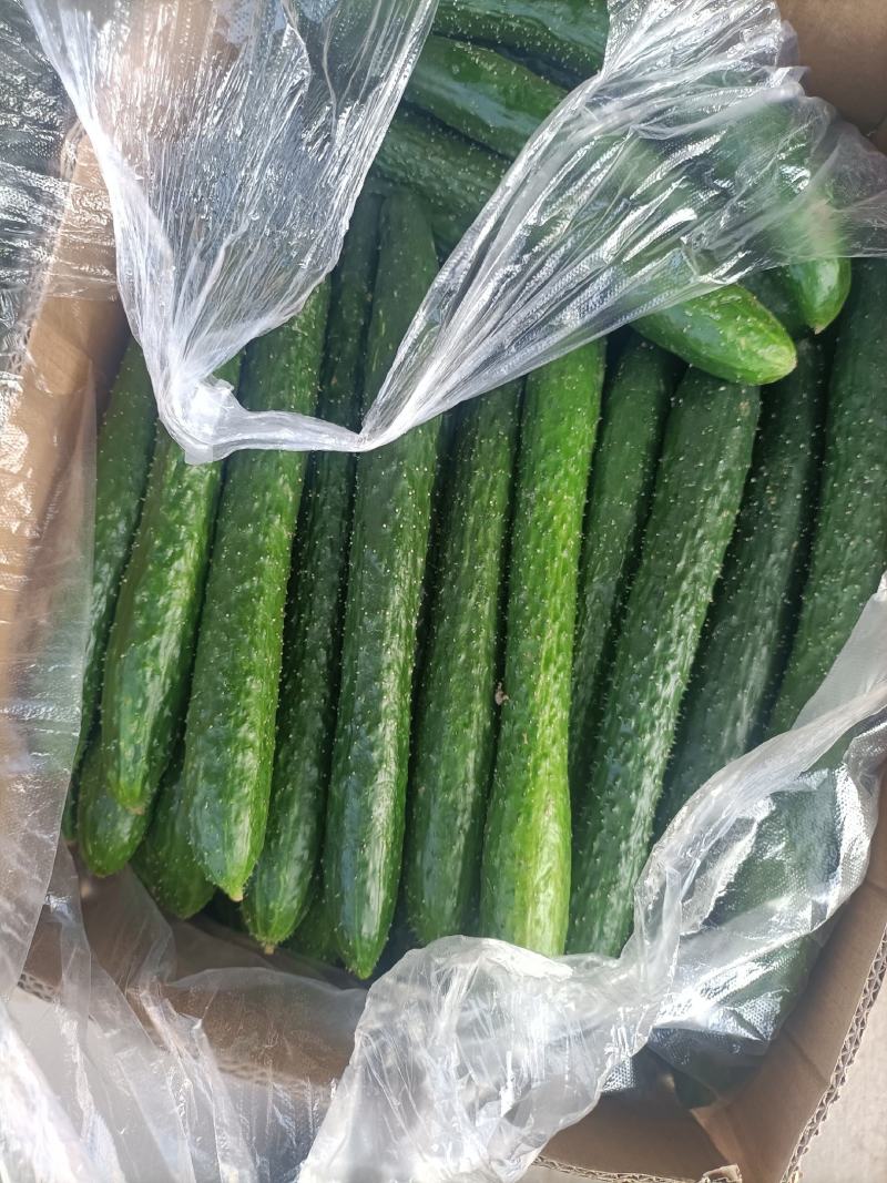 黄瓜，精品密刺黄瓜，产地直供，货源充足，质量保证