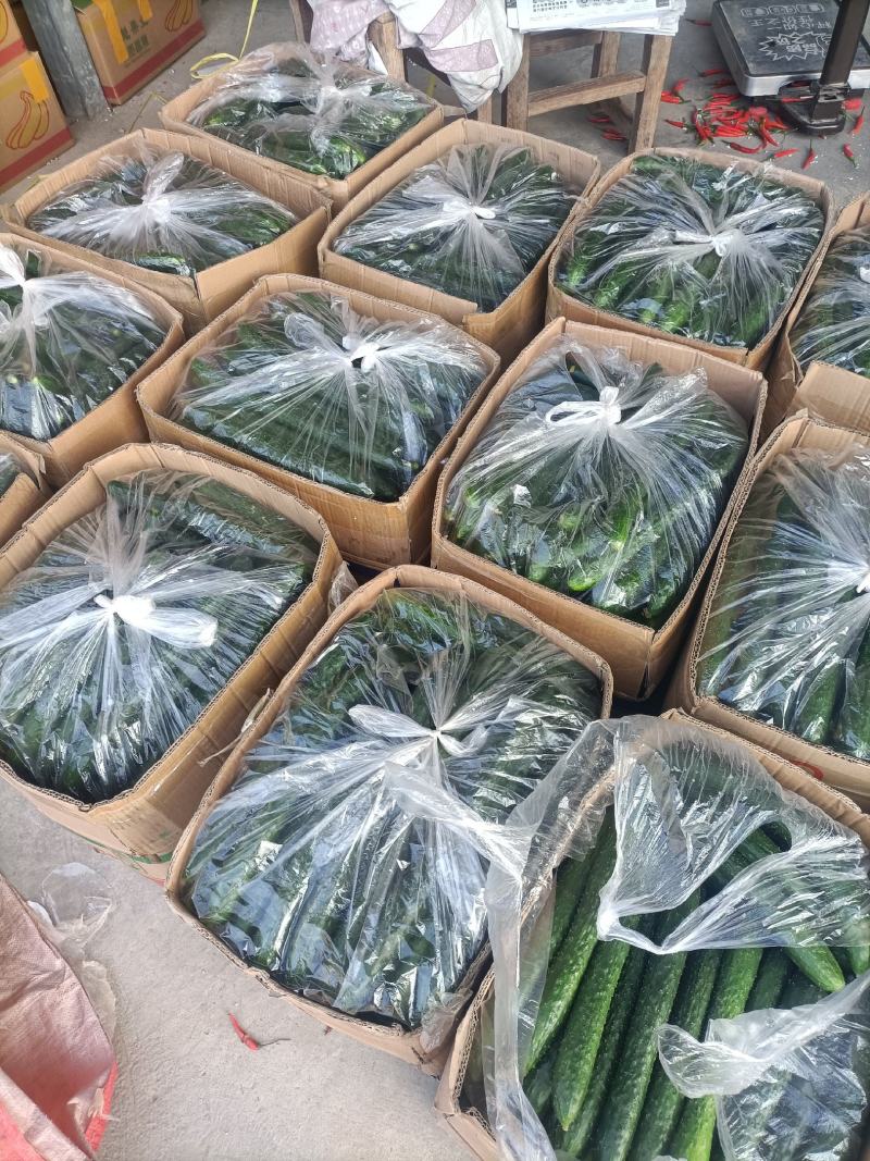 黄瓜，精品密刺黄瓜，产地直供，货源充足，质量保证