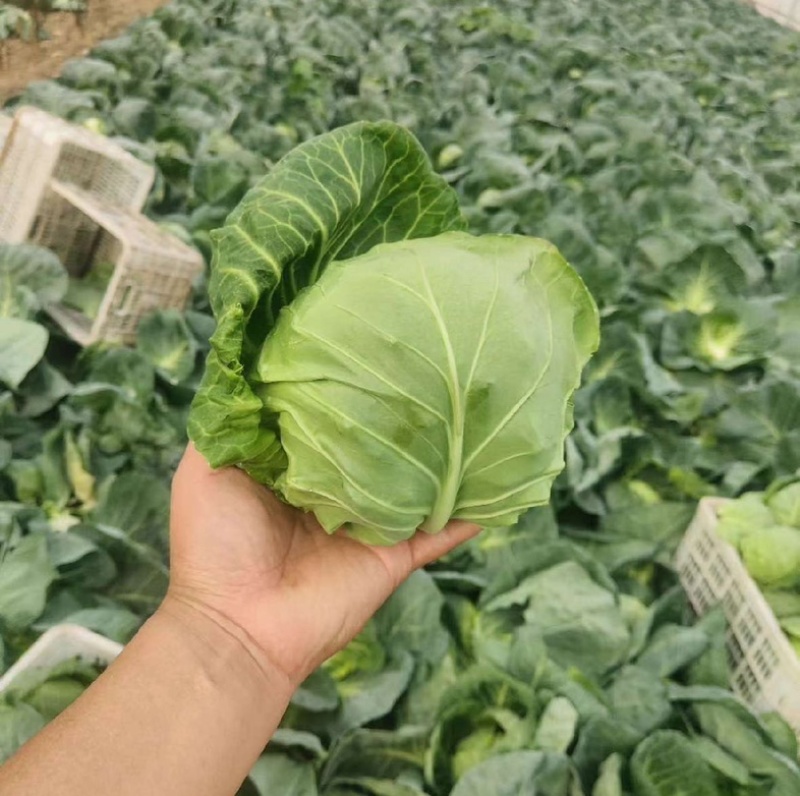 河北甘蓝圆包菜全国代发价格优品质好诚信对接