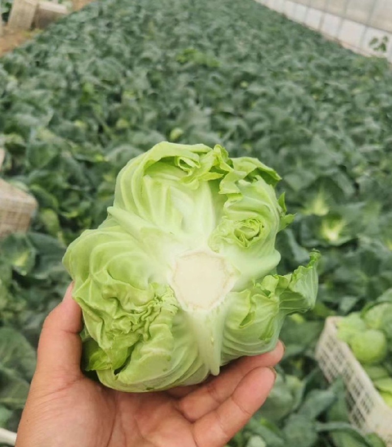 河北甘蓝圆包菜全国代发价格优品质好诚信对接