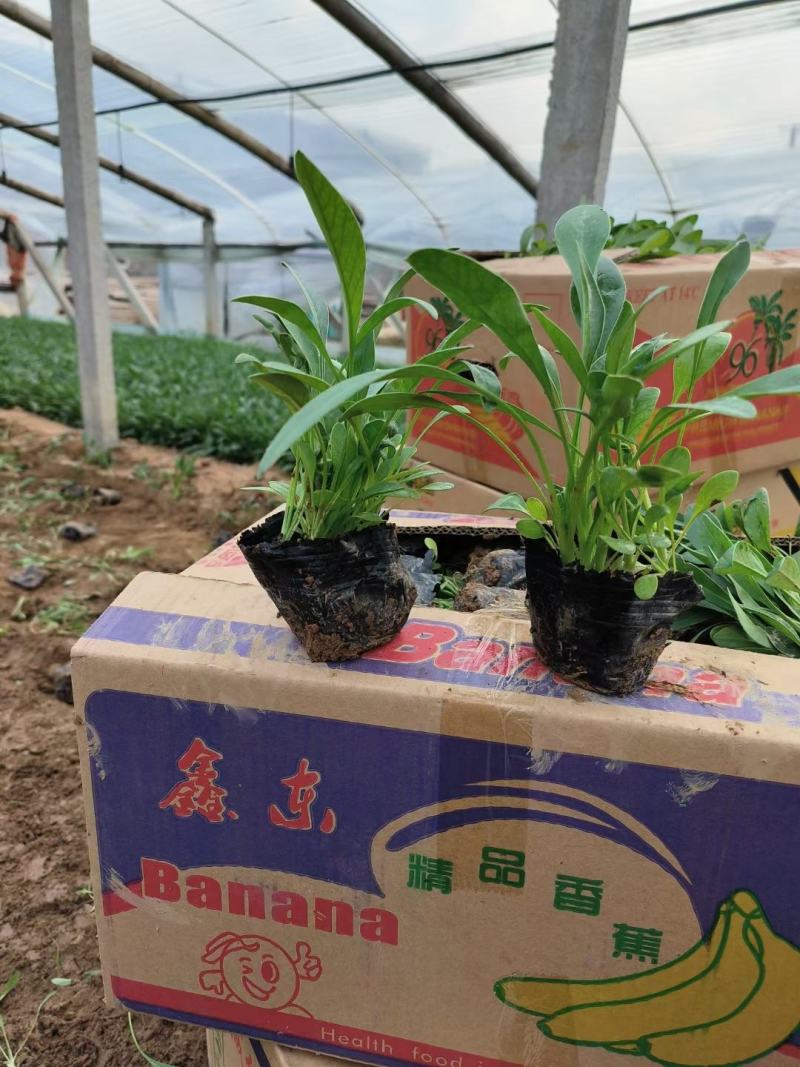 金鸡菊，基地直销，大量供应，可实地看货，一手货源。