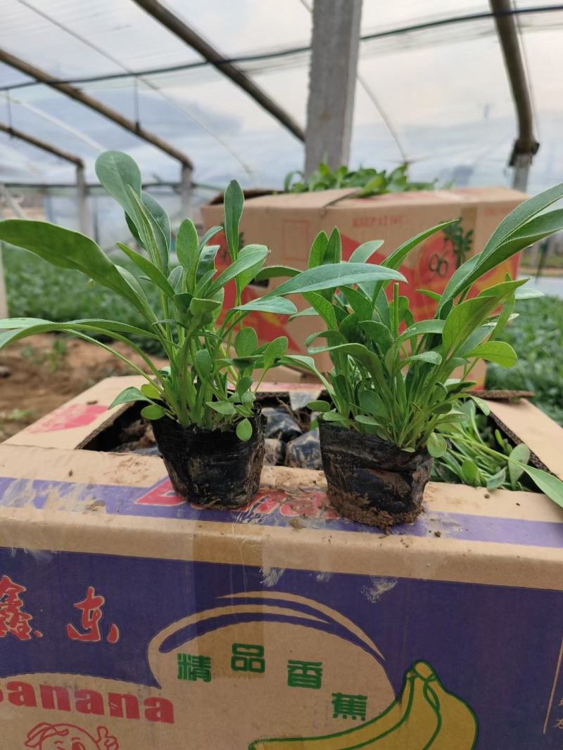 金鸡菊，基地直销，大量供应，可实地看货，一手货源。