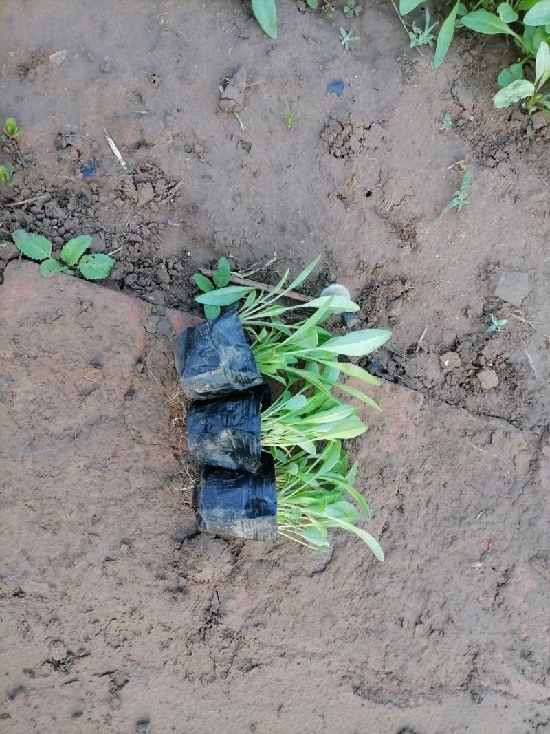 金鸡菊，基地直销，大量供应，可实地看货，一手货源。