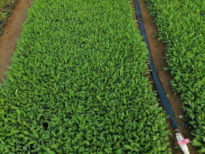 金鸡菊，基地直销，大量供应，可实地看货，一手货源。