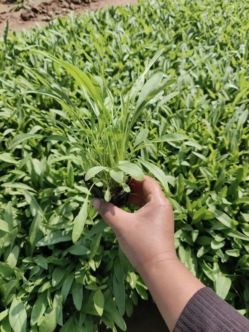 金鸡菊，基地直销，大量供应，可实地看货，一手货源。