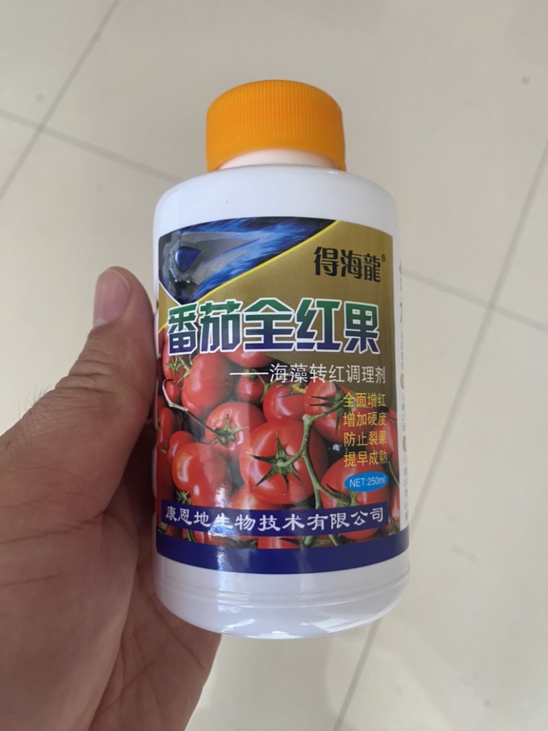番茄全红果番茄全红增加硬度防止裂果提早成熟