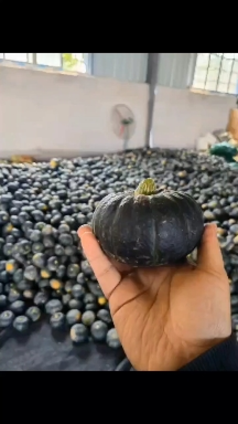 贝贝南瓜产地直销量大从优当天发货