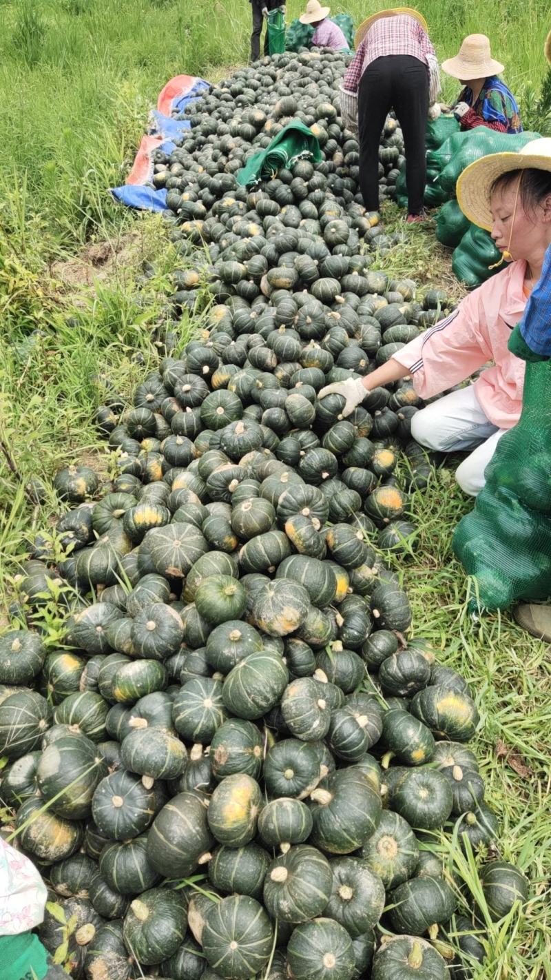 贝贝南瓜产地直销量大从优当天发货