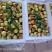 大荔县大棚冬枣现已大量时间，需要可以联系，提供住宿厂地