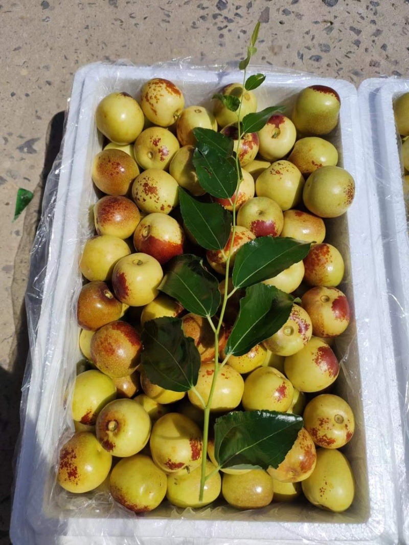 大荔县大棚冬枣现已大量时间，需要可以联系，提供住宿厂地