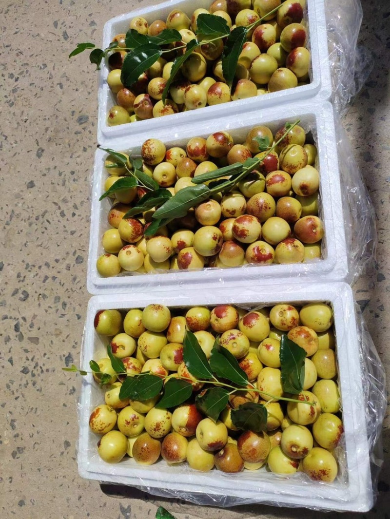 大荔县大棚冬枣现已大量时间，需要可以联系，提供住宿厂地