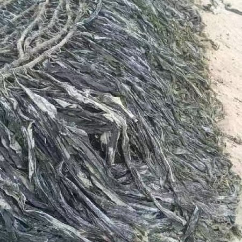 福建无沙干海带