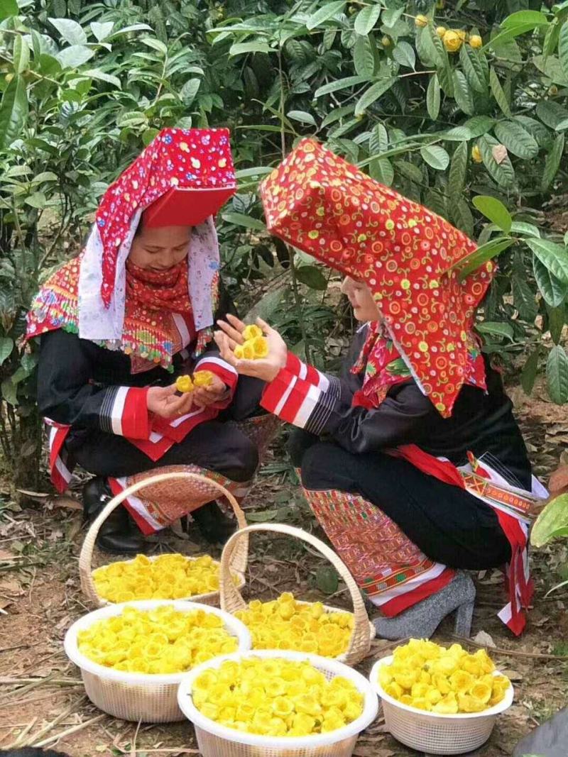 广西十万大山防城港金花茶花朵茶无农残批发零售厂家批发零售