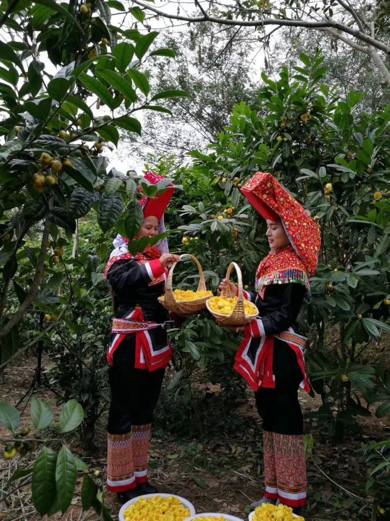 广西十万大山防城港金花茶花朵茶无农残批发零售厂家批发零售