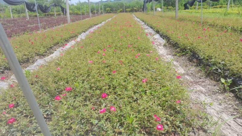 丰花月季苗丰花月季杯苗批发月季杯苗大量出售