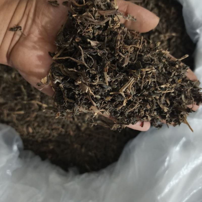 马齿苋干野菜中药材马齿草马齿菜马苋五行草长