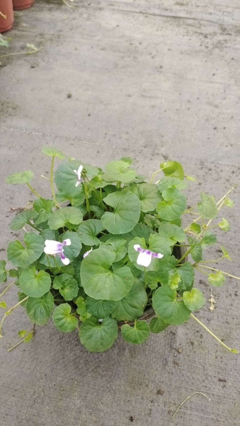 成都基地批发熊猫堇各种规格都有。主要用于地被，耐阴