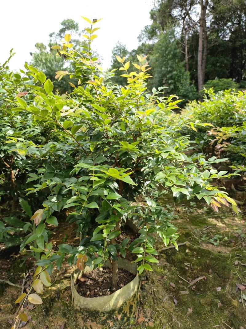 四季早熟嘉宝果苗沙芭嘉宝果树苗良品好苗质量三包欢迎