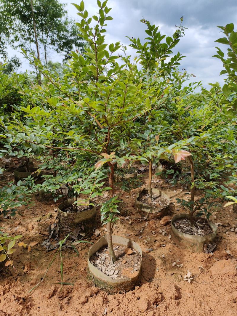 四季早熟嘉宝果苗沙芭嘉宝果树苗良品好苗质量三包欢迎