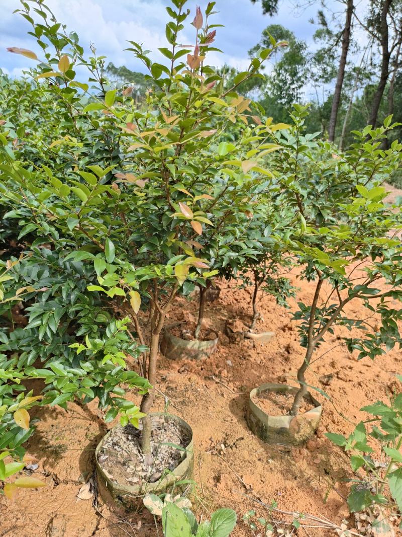 四季早熟嘉宝果苗沙芭嘉宝果树苗良品好苗质量三包欢迎