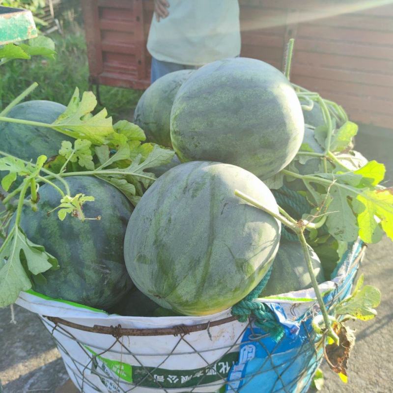 卖黑皮西瓜价格美丽