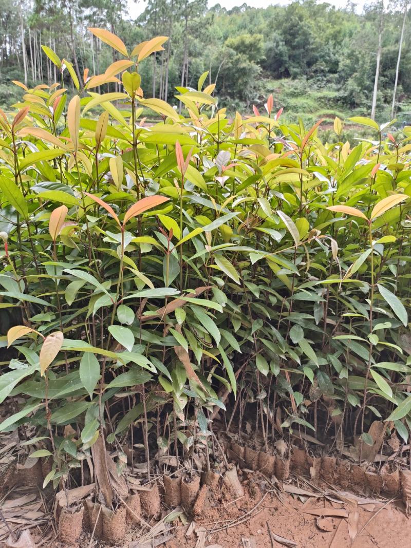 岭南山竹苗黄金山竹苗，也叫野山竹，营养杯苗自产自销