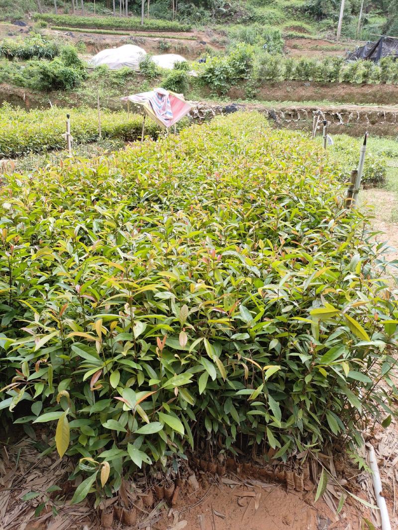 岭南山竹苗黄金山竹苗，也叫野山竹，营养杯苗自产自销