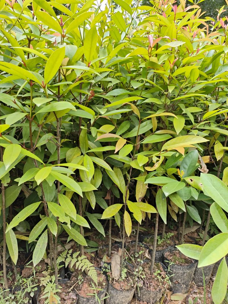 岭南山竹苗黄金山竹苗，也叫野山竹，营养杯苗自产自销