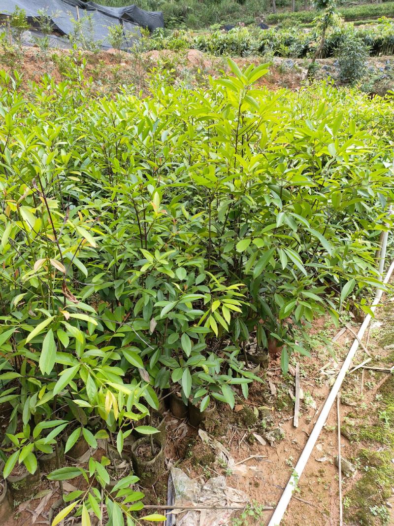 岭南山竹苗黄金山竹苗，也叫野山竹，营养杯苗自产自销