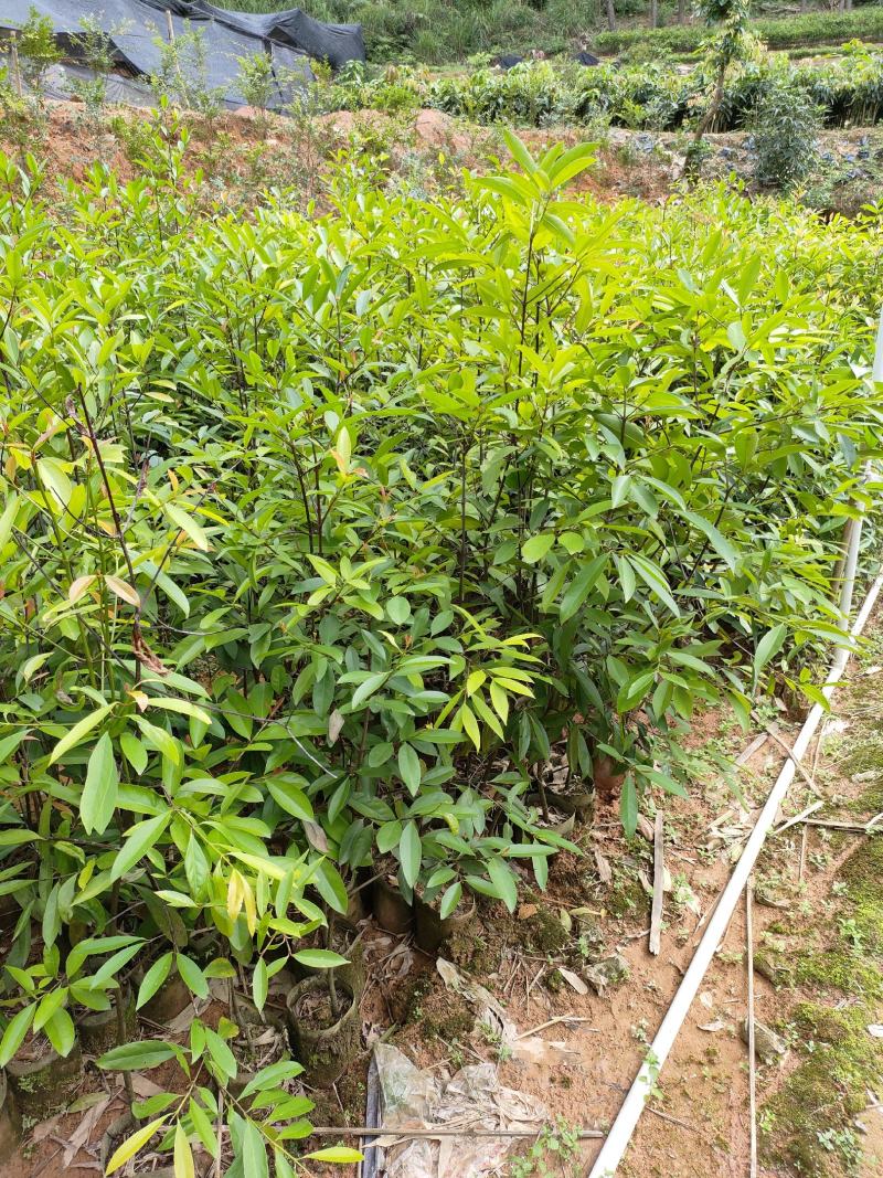 岭南山竹苗黄金山竹苗，也叫野山竹，营养杯苗自产自销