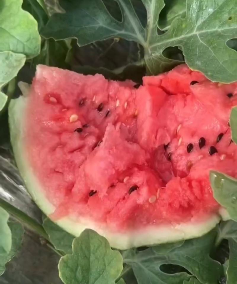 卖黑皮西瓜价格美丽