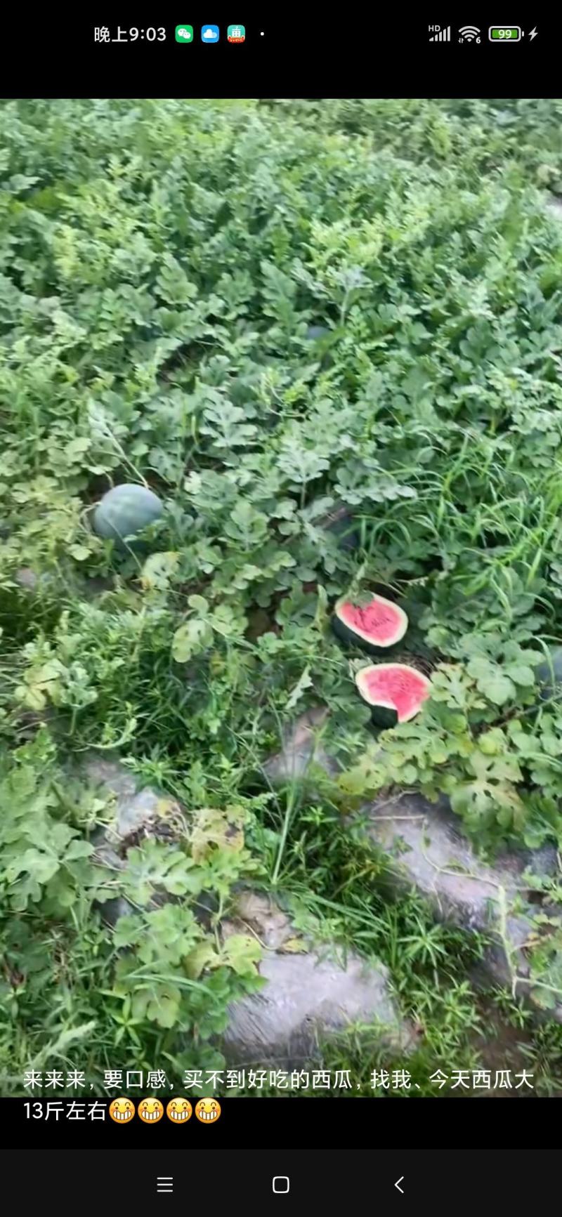 卖黑皮西瓜价格美丽