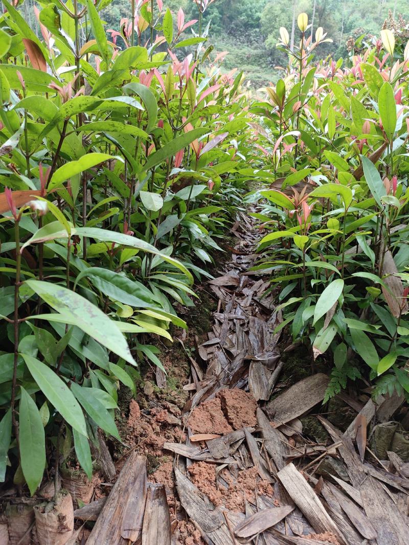 岭南山竹苗黄金山竹苗，也叫野山竹，营养杯苗自产自销